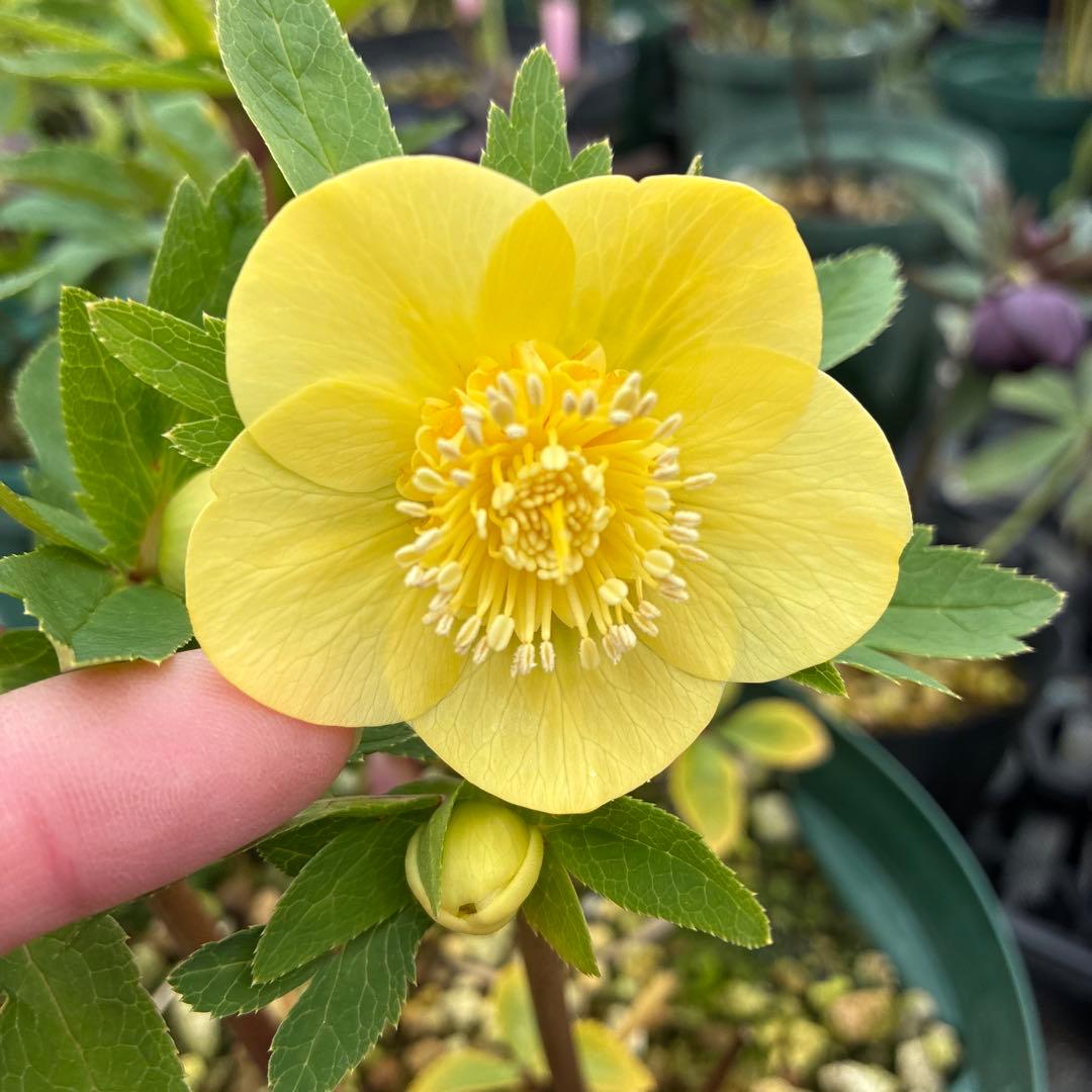 クリスマスローズ　アシュード　濃黄色セミダブル　イエロー　７寸