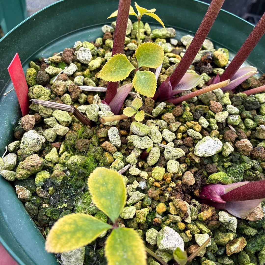 クリスマスローズ　アシュード　濃黄色セミダブル　イエロー　７寸