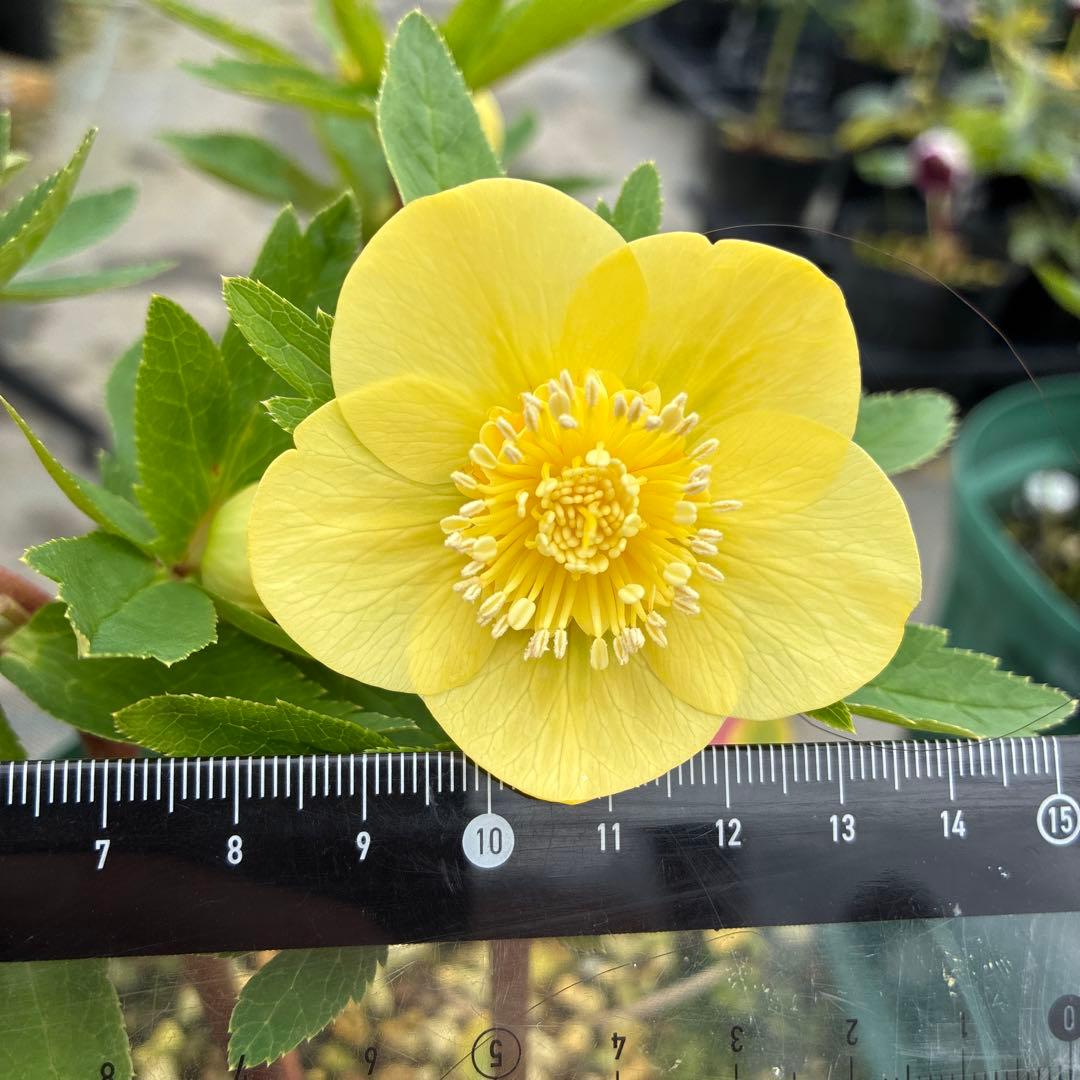 クリスマスローズ　アシュード　濃黄色セミダブル　イエロー　７寸