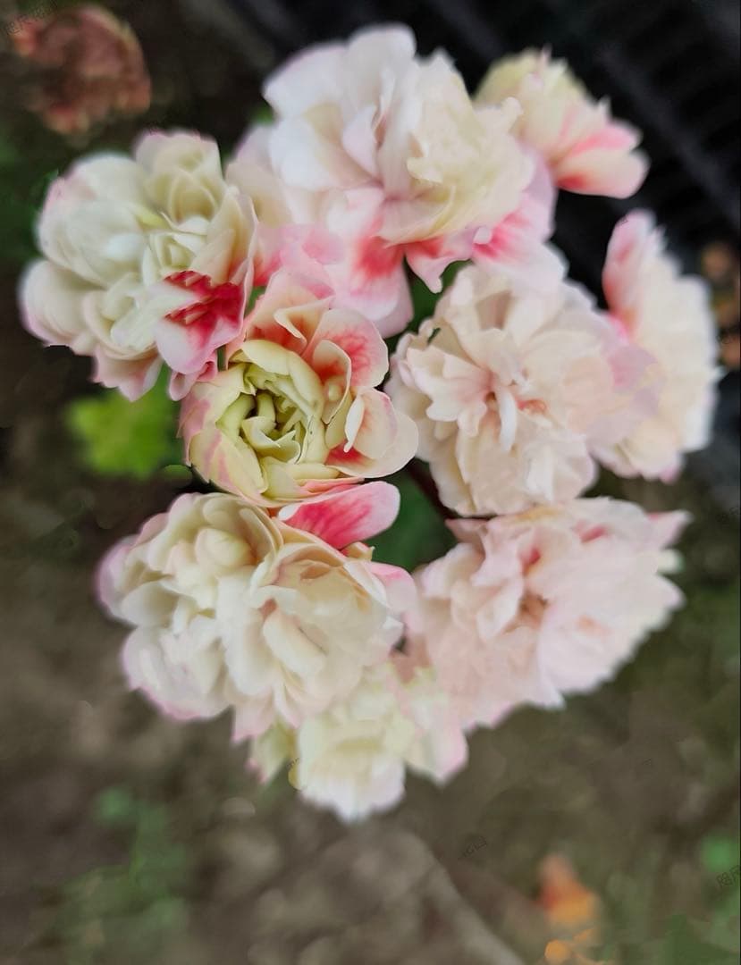 新品珍しいゼラニウム大苗