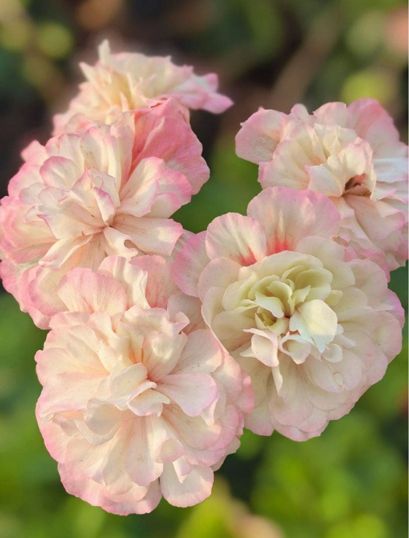 新品珍しいゼラニウム大苗