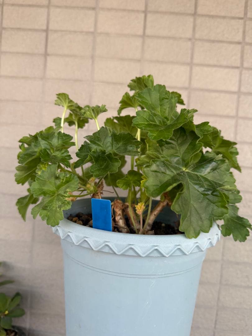 新品珍しいゼラニウム大苗