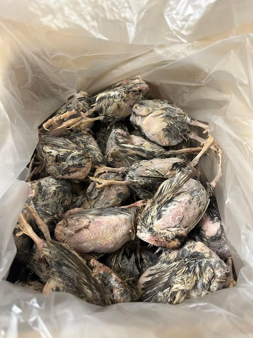 冷凍親ウズラ60羽爬虫類・猛禽類