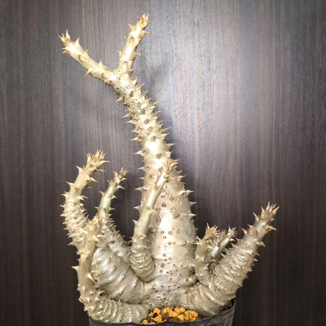 H*O様 パキポディウム ウィンゾリー 希少特大 サボテン 多肉植物 塊根 コー