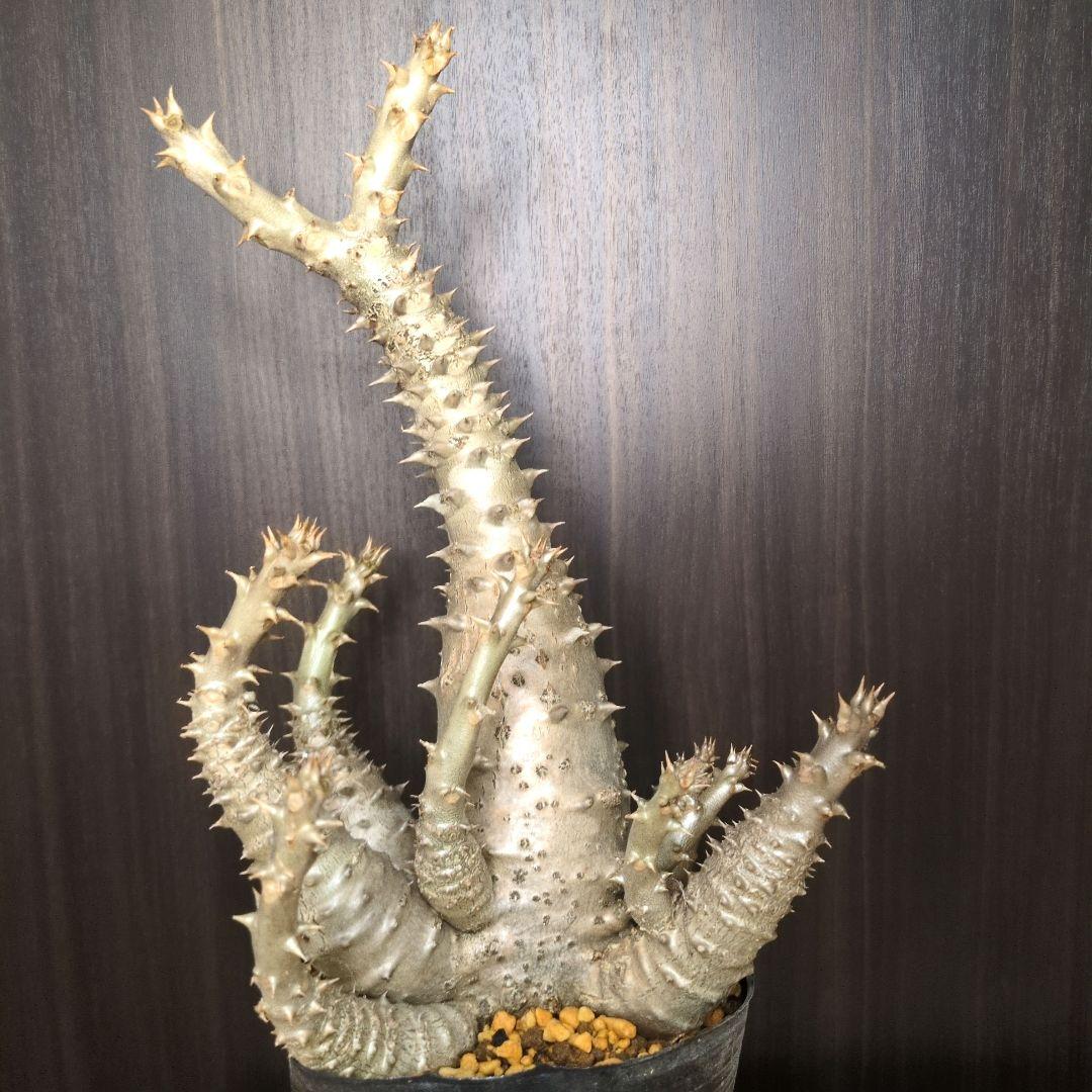 H*O様 パキポディウム ウィンゾリー 希少特大 サボテン 多肉植物 塊根 コー