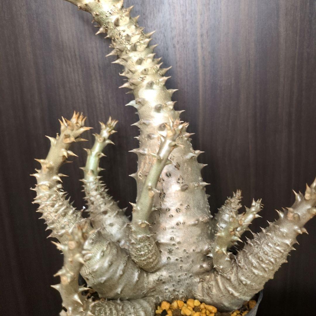 H*O様 パキポディウム ウィンゾリー 希少特大 サボテン 多肉植物 塊根 コー