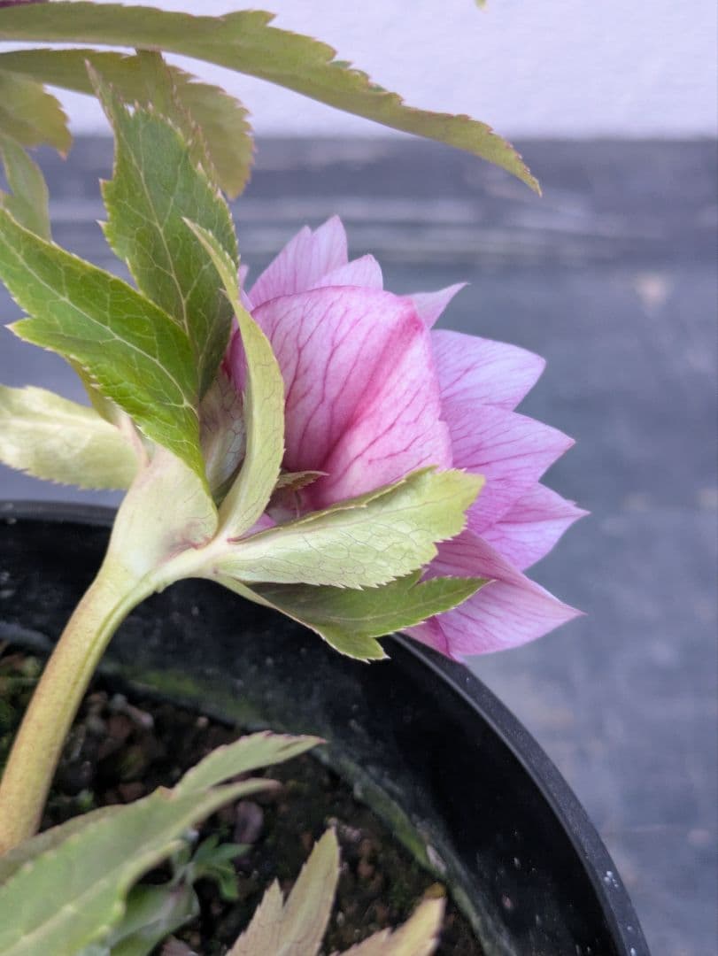 広瀬園芸 クリスマスローズ　オーレア系 ピンクグラデーション DD（ダブル）