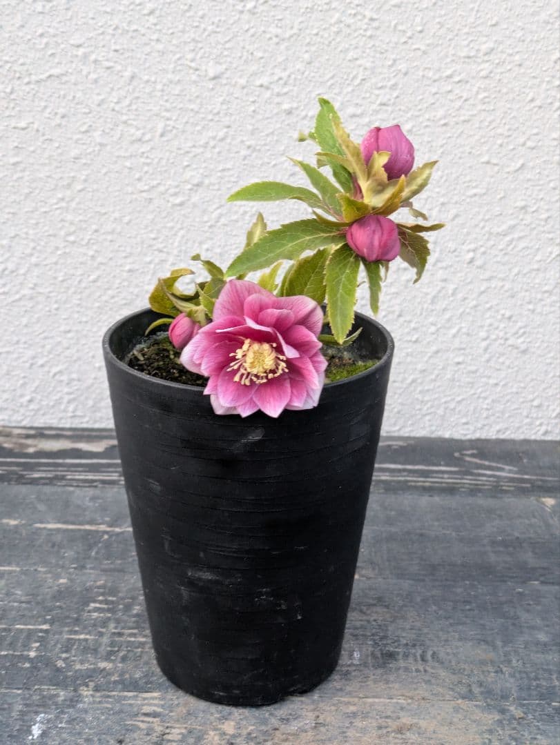 広瀬園芸 クリスマスローズ　オーレア系 ピンクグラデーション DD（ダブル）