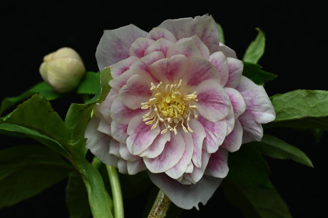 クリスマスローズ　認定多弁系プリマヴェーラゴールド　加藤農園