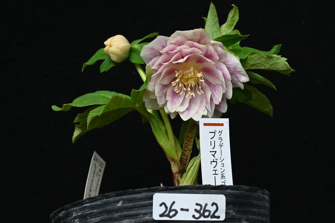 クリスマスローズ　認定多弁系プリマヴェーラゴールド　加藤農園