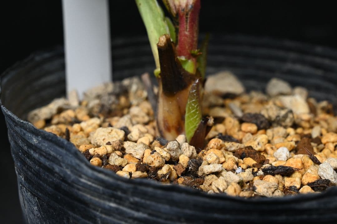 クリスマスローズ　認定多弁系プリマヴェーラゴールド　加藤農園