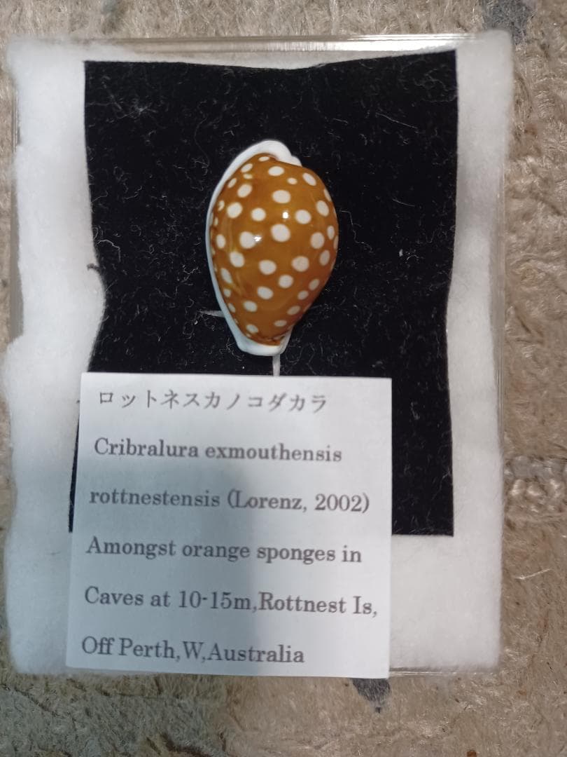 へっぽこ、ロットネスカノコ