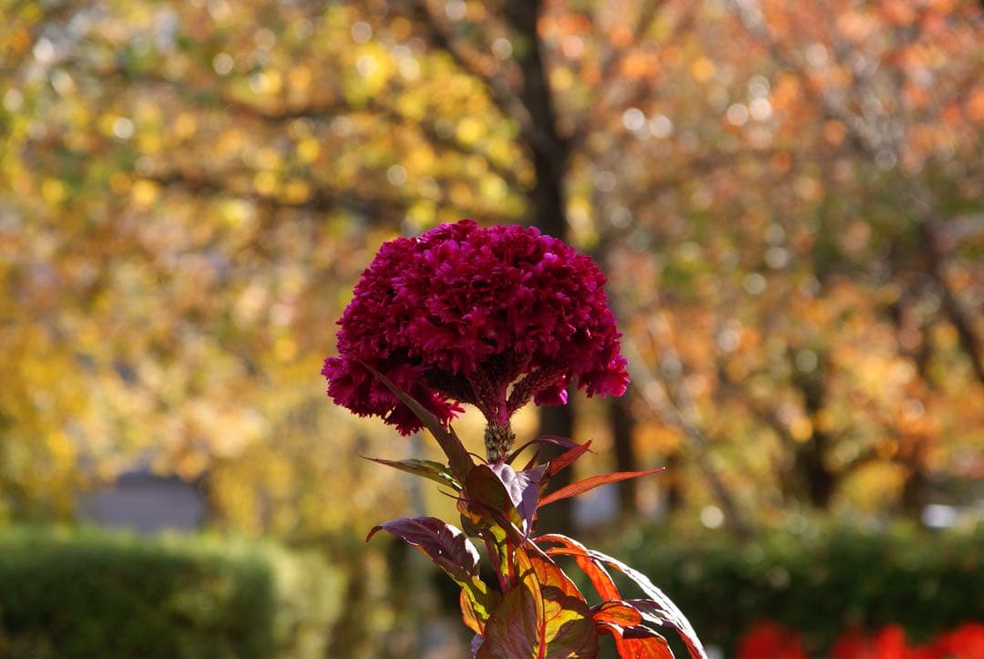 SAL1680Z 作例あり 16-80 DT Vario-Sonnar