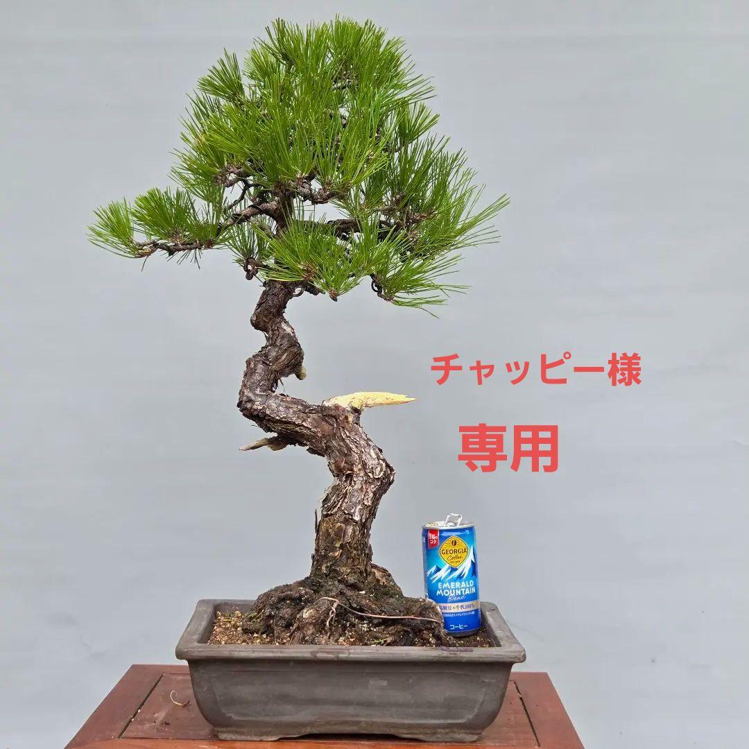 黒松　[模様木]　中品盆栽
