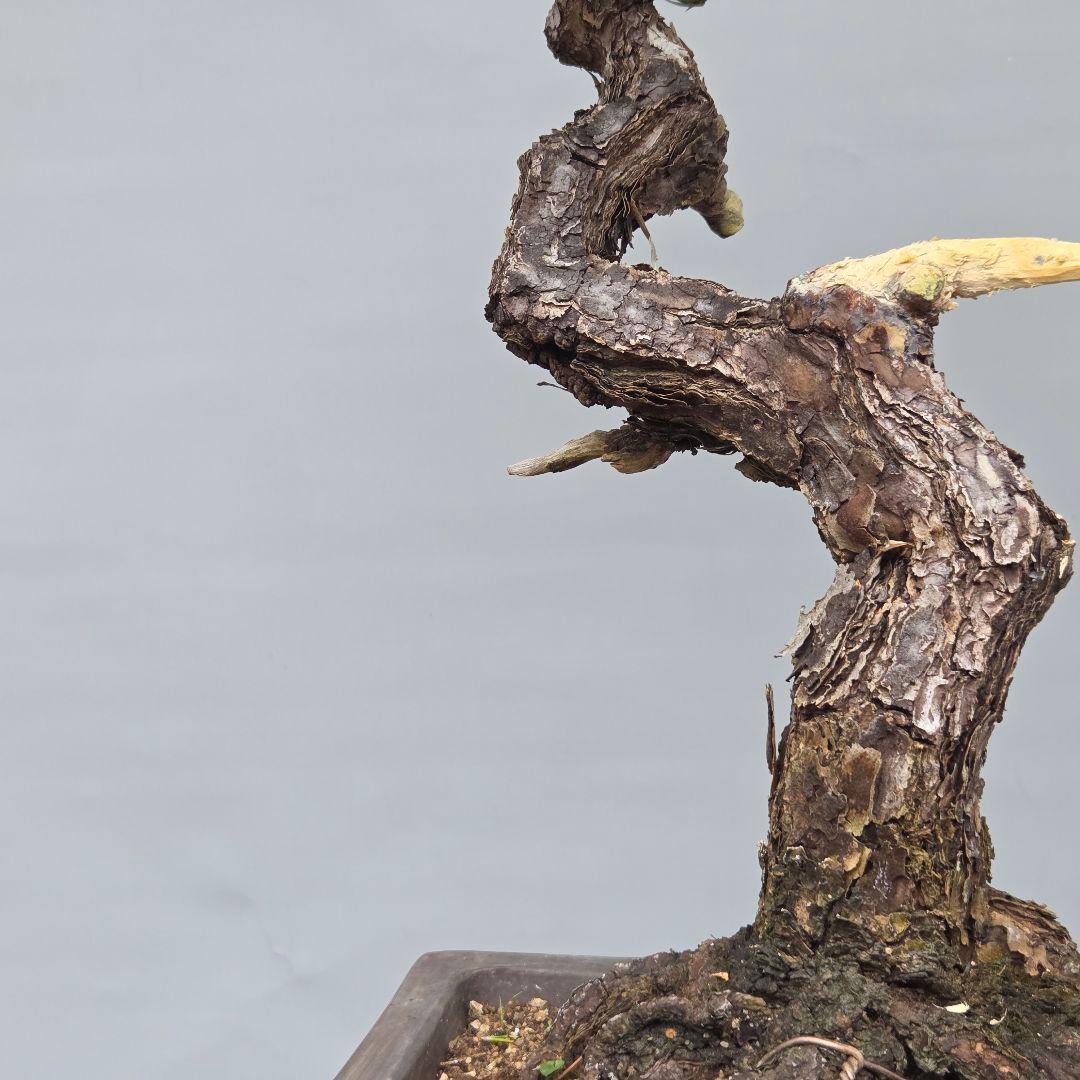 黒松　[模様木]　中品盆栽