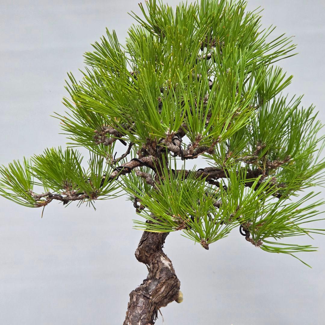 黒松　[模様木]　中品盆栽