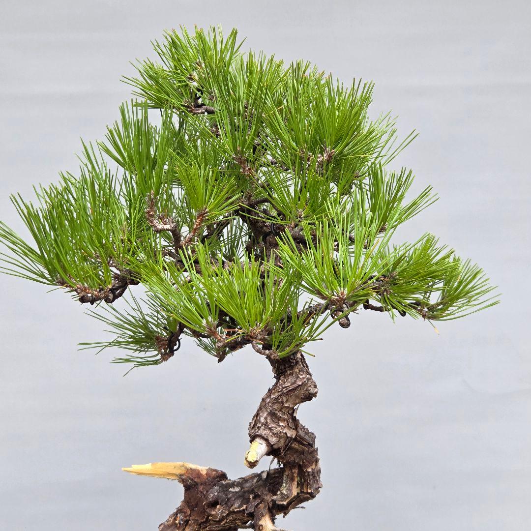 黒松　[模様木]　中品盆栽