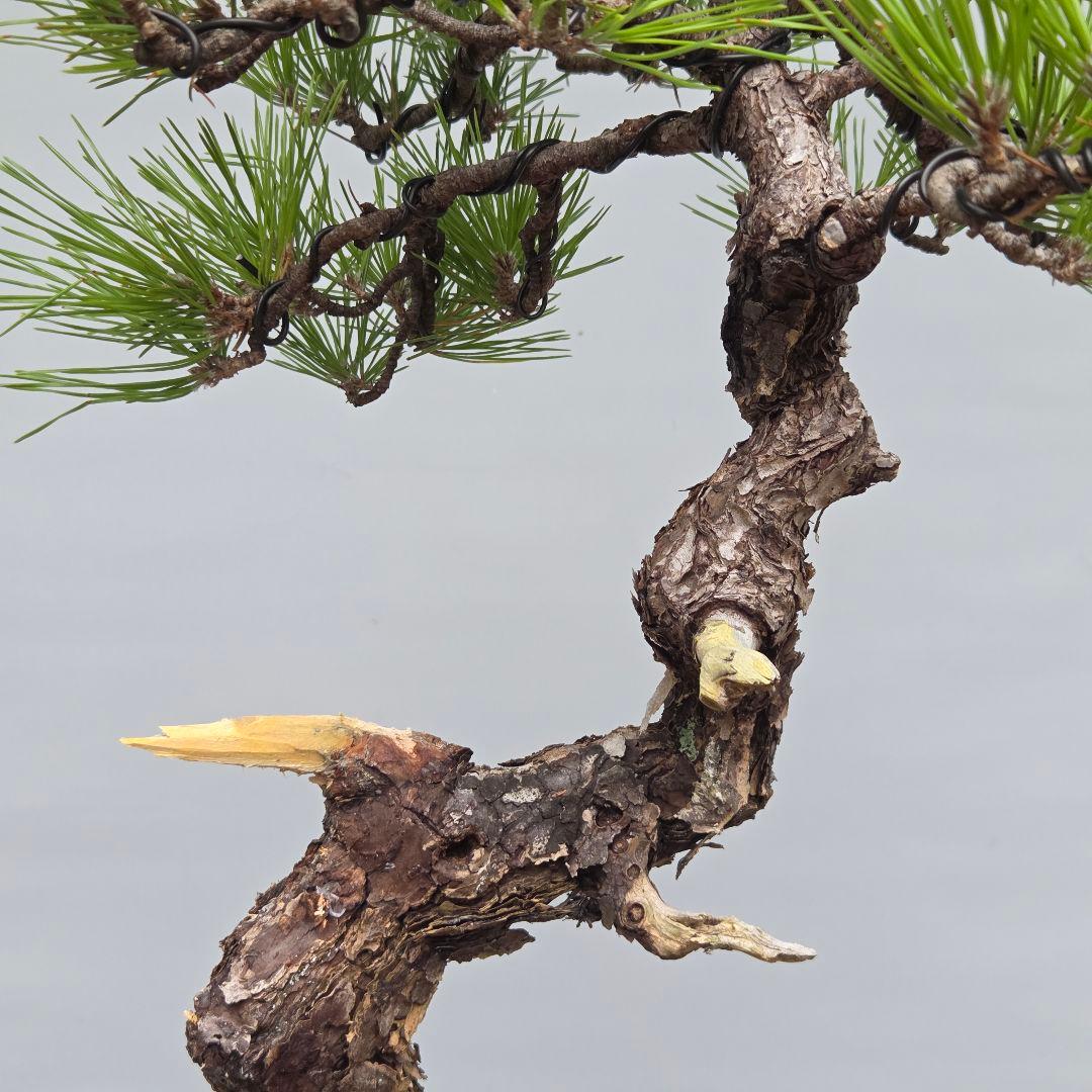 黒松　[模様木]　中品盆栽