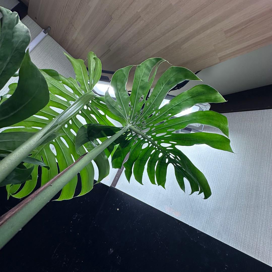 モンステラデリシオーサマクロコズム超希少系統鉢植え89㎝