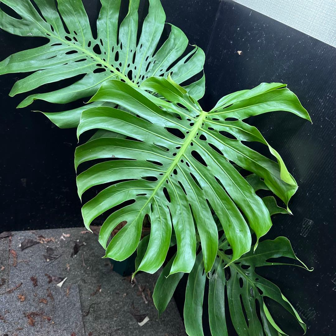 モンステラデリシオーサマクロコズム超希少系統鉢植え89㎝