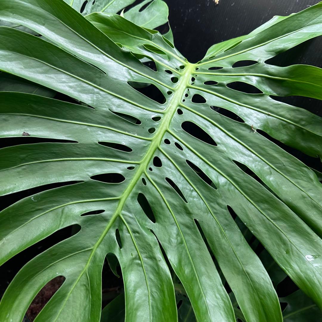 モンステラデリシオーサマクロコズム超希少系統鉢植え89㎝