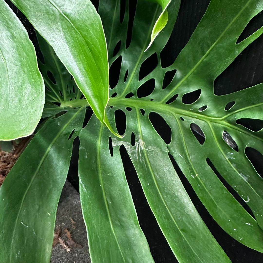 モンステラデリシオーサマクロコズム超希少系統鉢植え89㎝