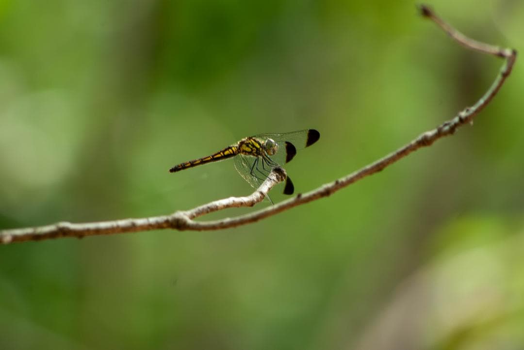 【PENTAX CCD最終機】ペンタックス PENTAX K-m【作例あり】