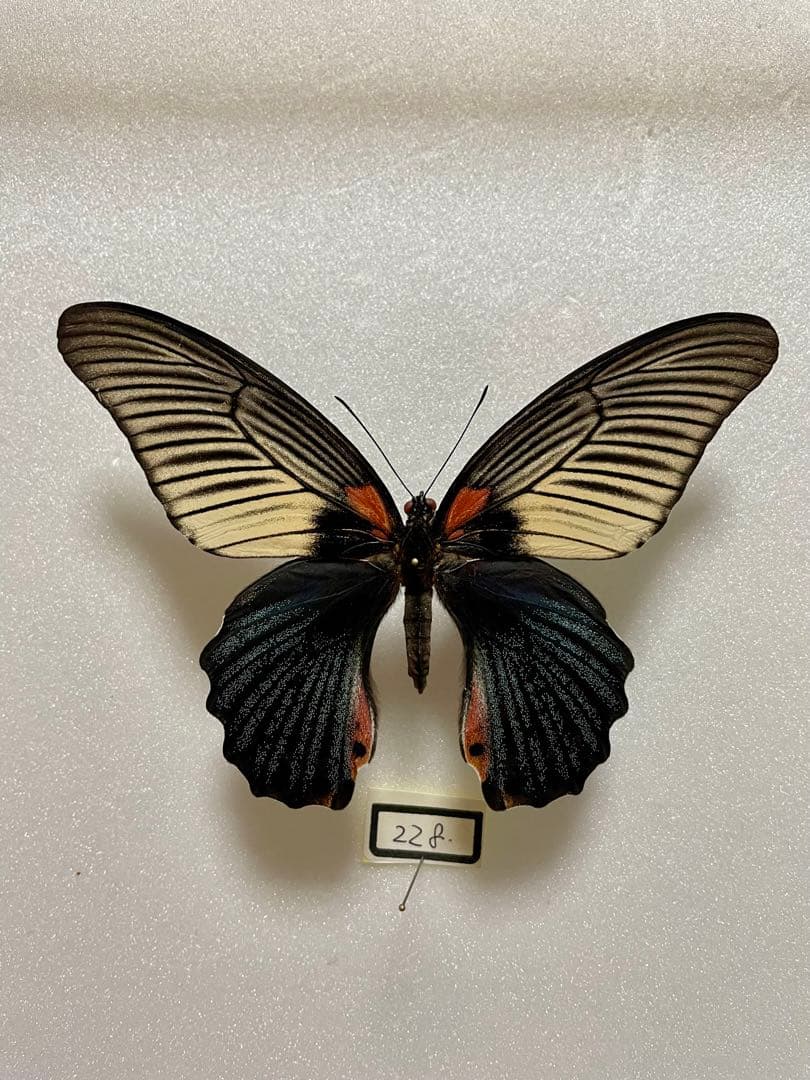 ナガサキアゲハ（メス、タイ産飼育品）