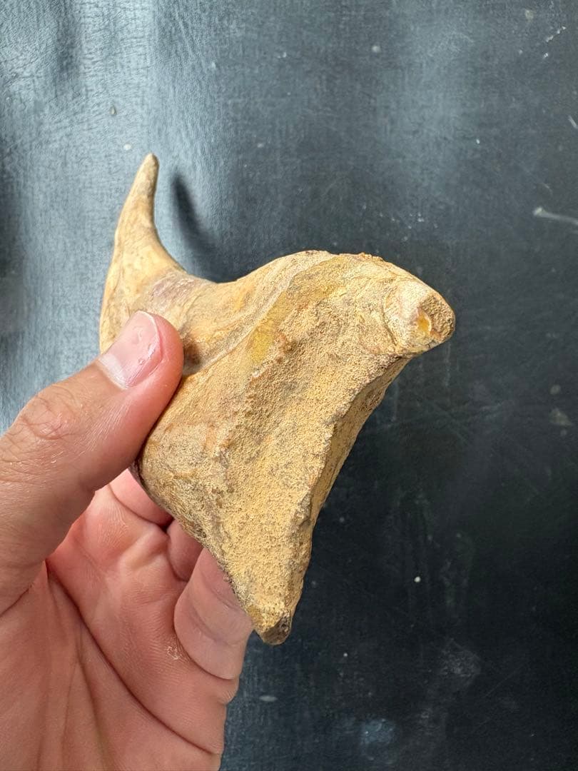 スピノサウルス　ハンドクロウ　化石