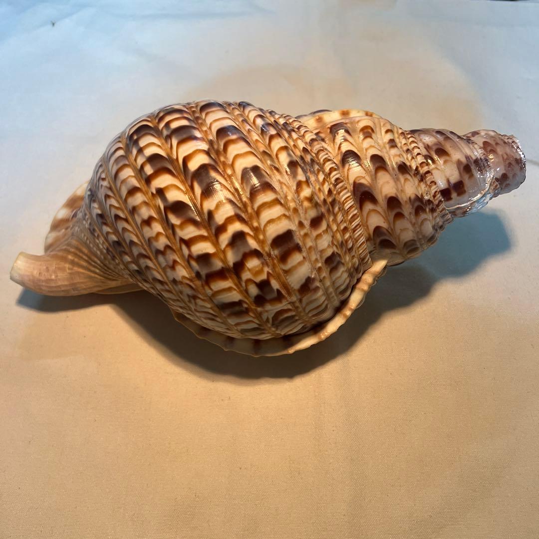 法螺貝　大きな巻貝 茶色とクリーム色のストライプ