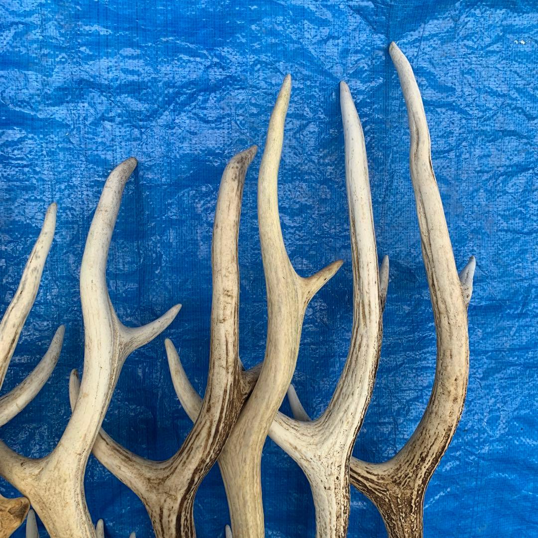 No.2090『鹿角9本セット』鹿の角　エゾ鹿　鹿角　蝦夷鹿