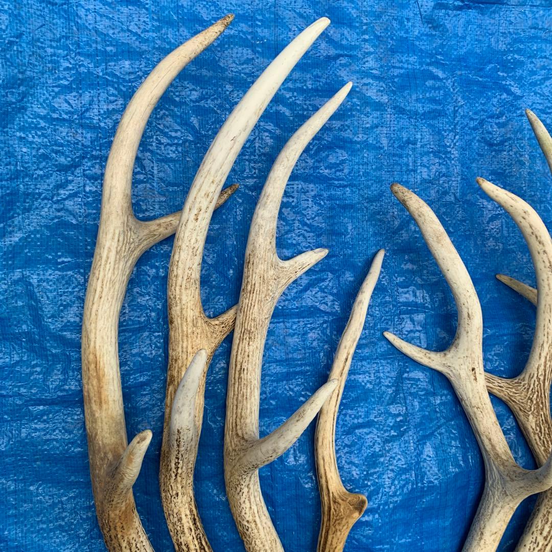 No.2090『鹿角9本セット』鹿の角　エゾ鹿　鹿角　蝦夷鹿