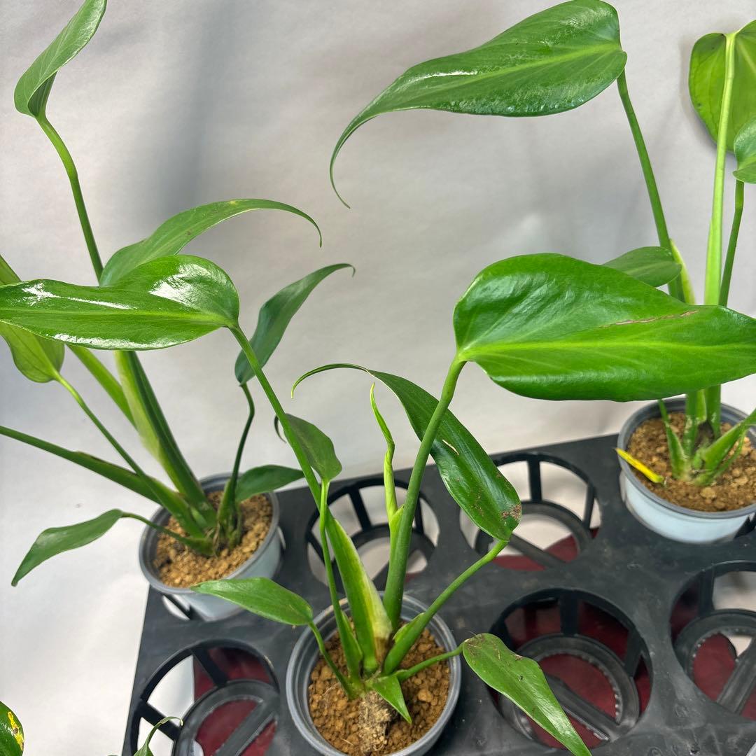 さ*ん様 5株セット訳ありa19モンステラ バールマルクスフレーム