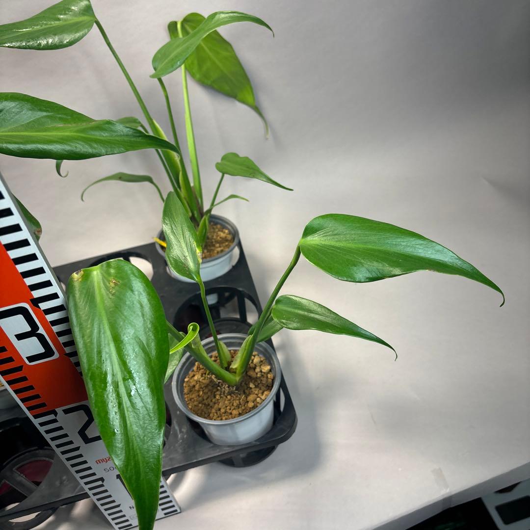 さ*ん様 5株セット訳ありa19モンステラ バールマルクスフレーム