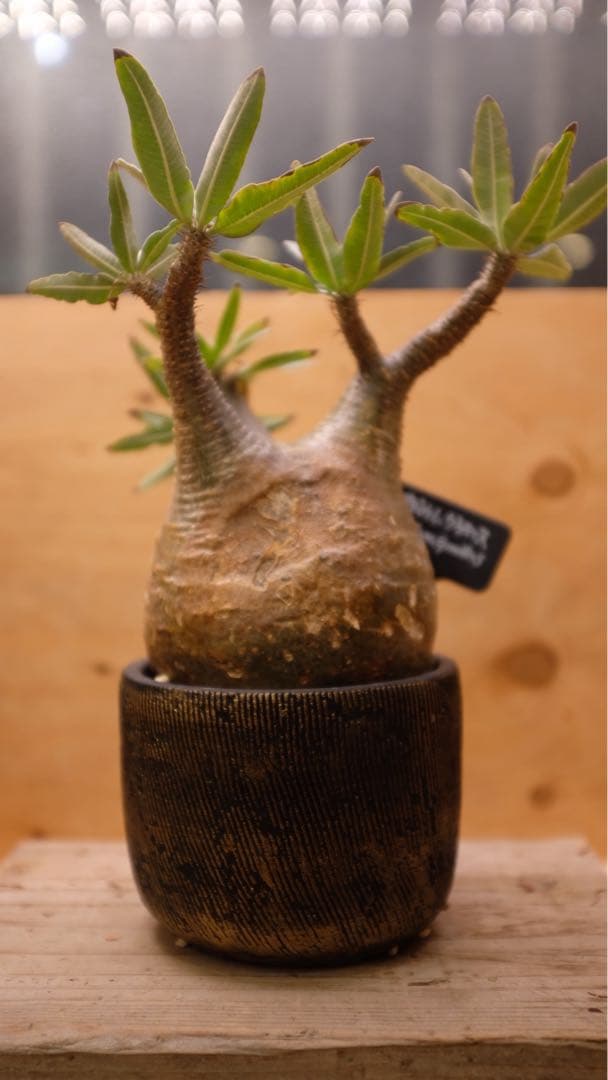 美形 パキポディウムグラキリス② 発根済