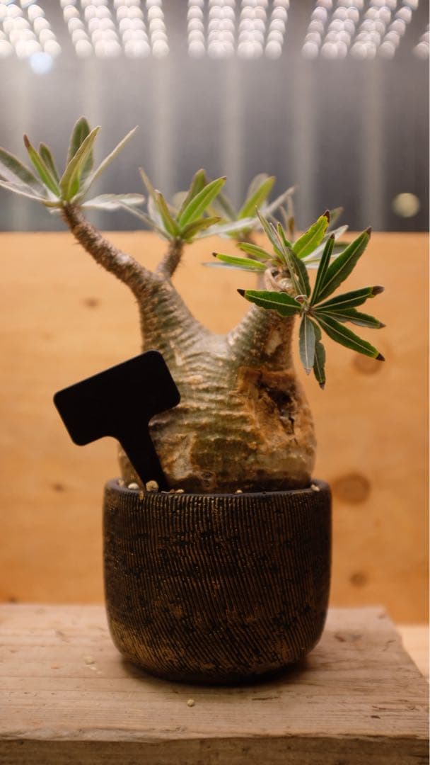 美形 パキポディウムグラキリス② 発根済