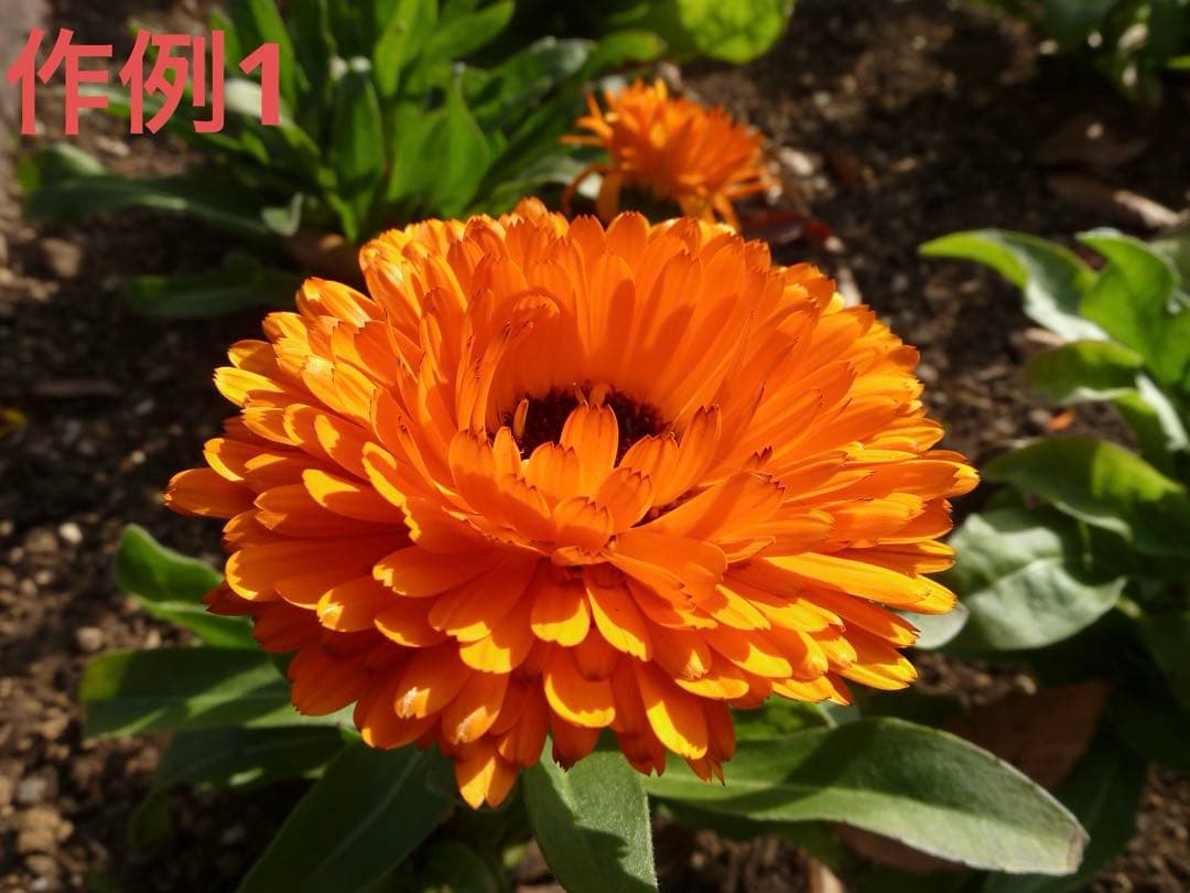 超美品　LUMIX TZ20 (デッドストック品)