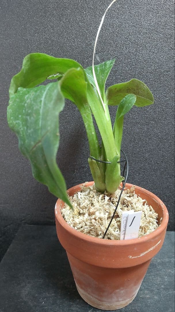 で*ん様 山野草・ホザキラン(希少種！ホザキラン)