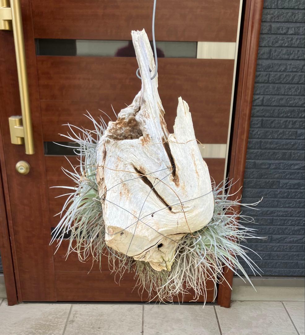 【現品】チランジア　ヒューストン コットンキャンディ　板付き　ＷＲ番