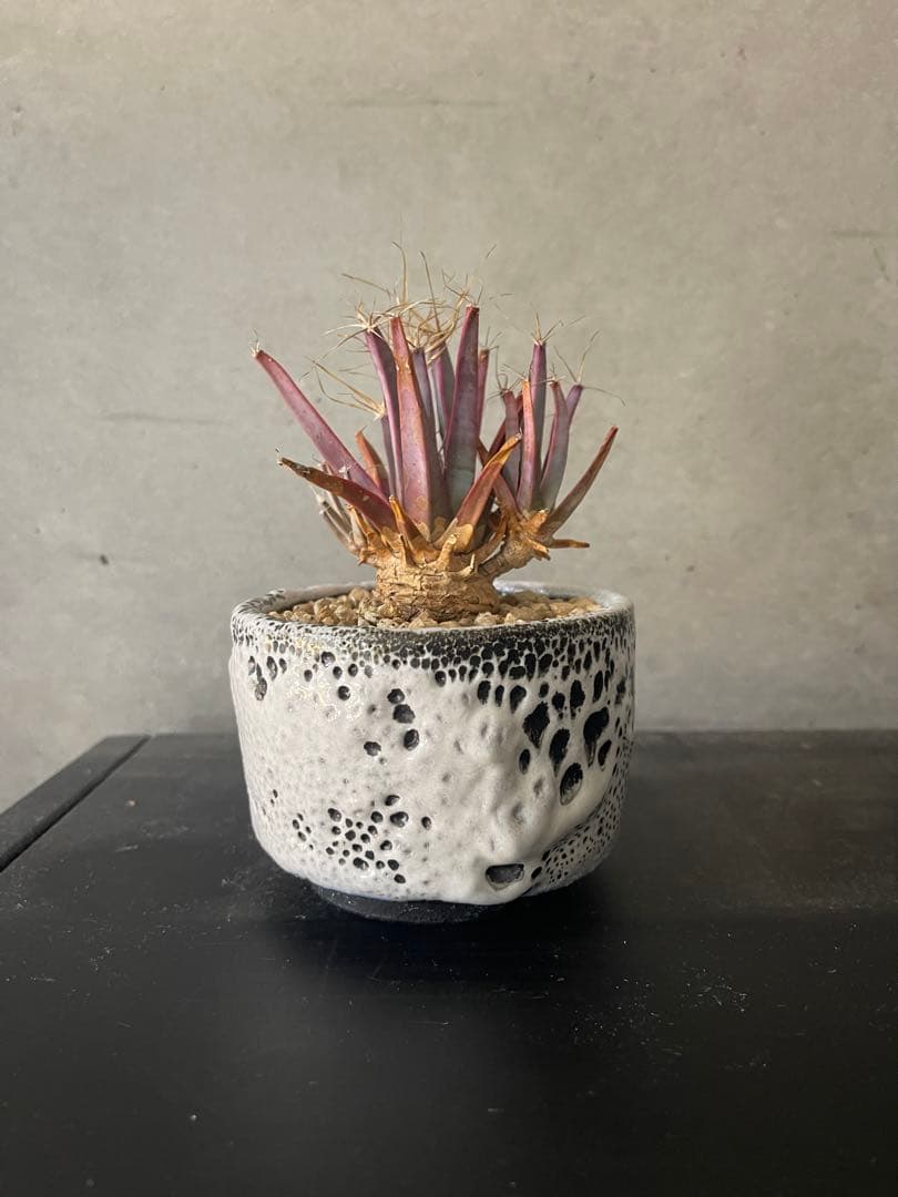 ご*う様 晃山/BOTANIZEボタナイズBOTAlava “黒爪痕” Blac