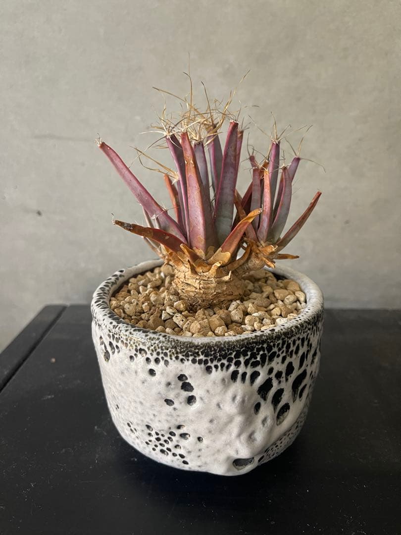 ご*う様 晃山/BOTANIZEボタナイズBOTAlava “黒爪痕” Blac