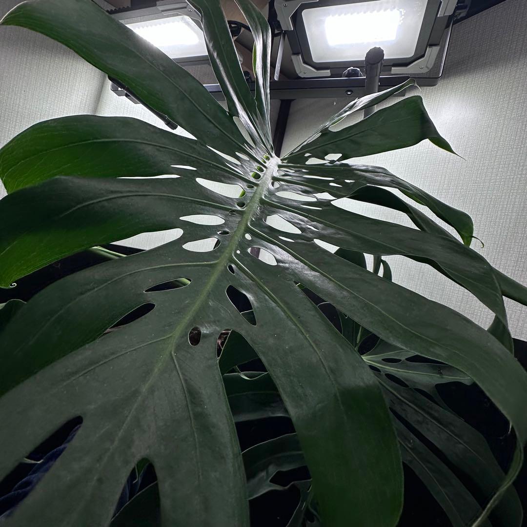 ま*め様 モンステラデリシオーサマクロコズム超希少系統鉢植え79㎝