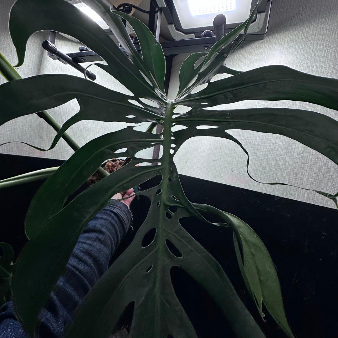 ま*め様 モンステラデリシオーサマクロコズム超希少系統鉢植え79㎝