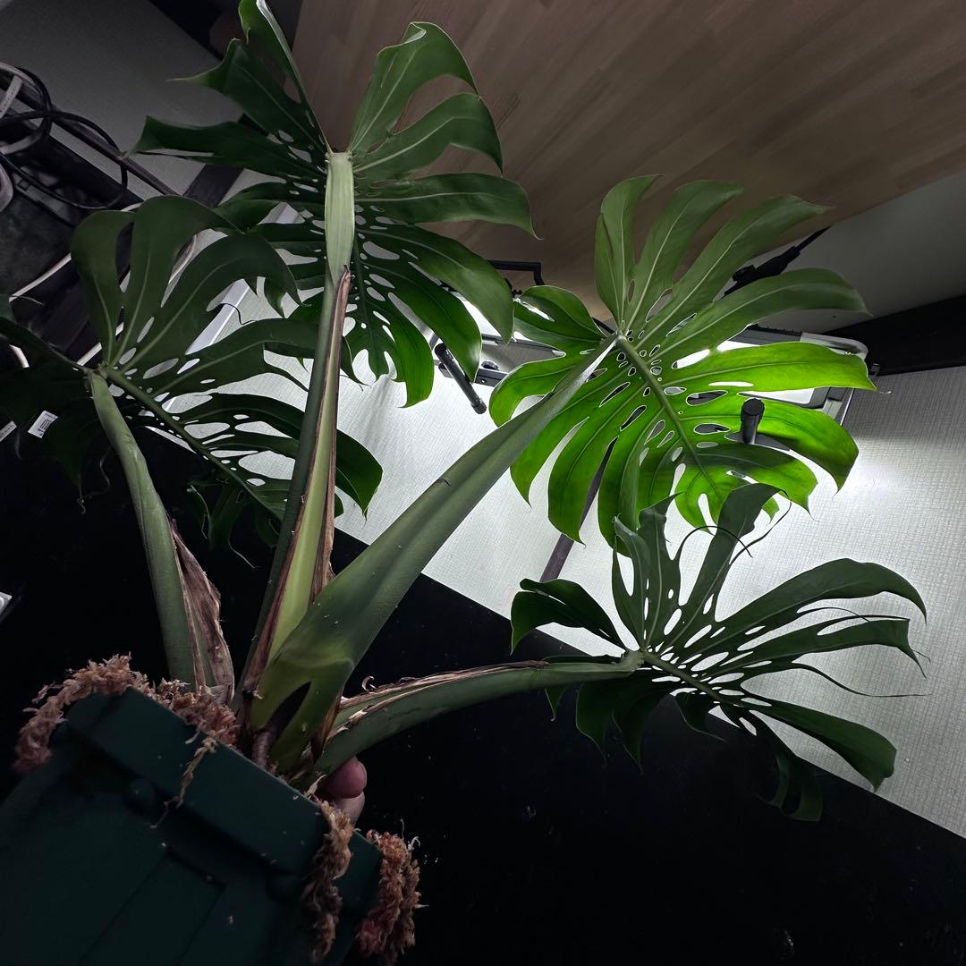 ま*め様 モンステラデリシオーサマクロコズム超希少系統鉢植え79㎝