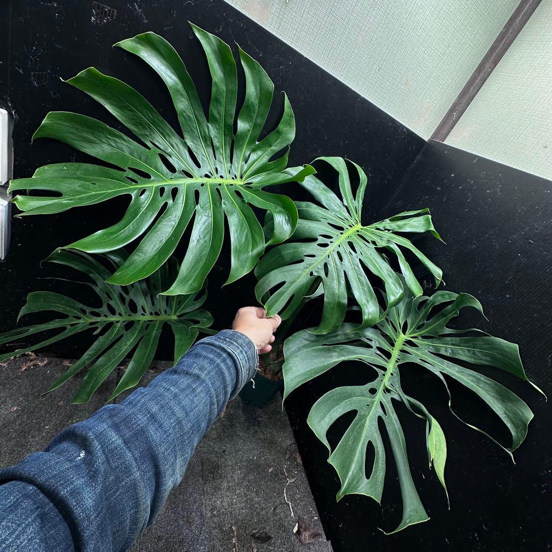 ま*め様 モンステラデリシオーサマクロコズム超希少系統鉢植え79㎝