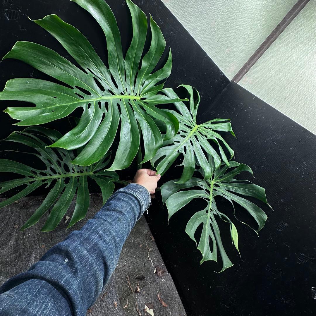 ま*め様 モンステラデリシオーサマクロコズム超希少系統鉢植え79㎝