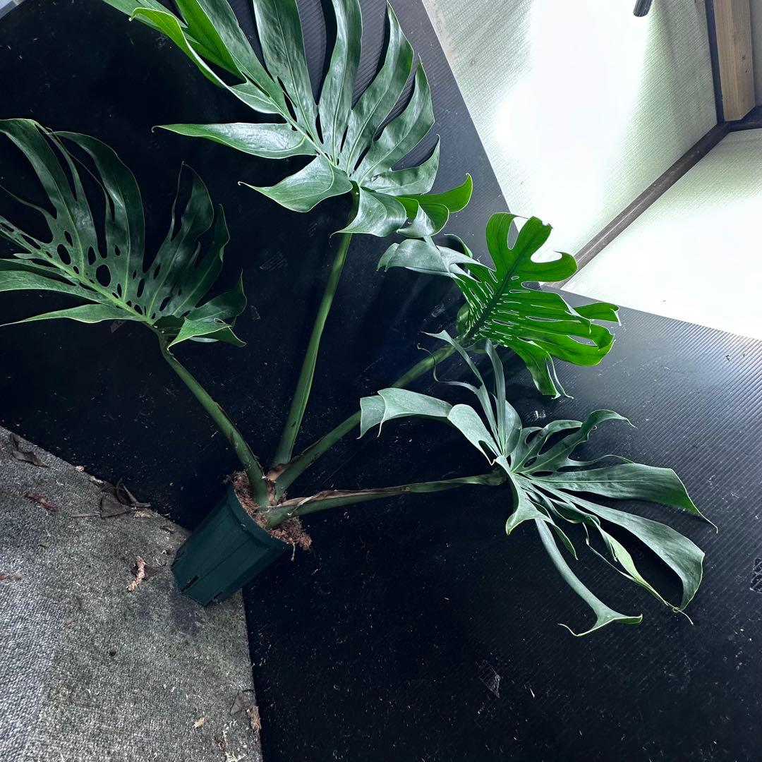 ま*め様 モンステラデリシオーサマクロコズム超希少系統鉢植え79㎝