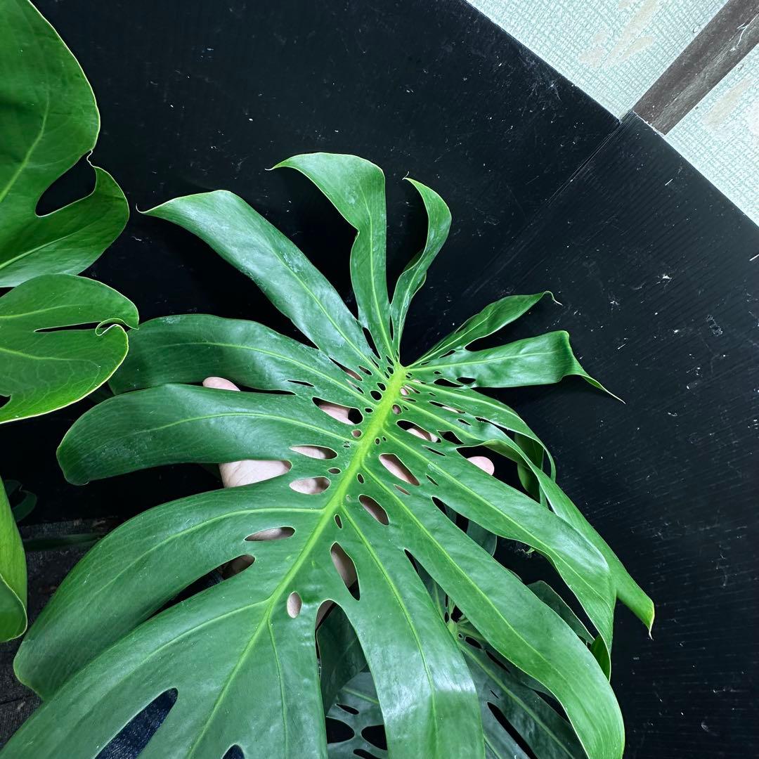 ま*め様 モンステラデリシオーサマクロコズム超希少系統鉢植え79㎝