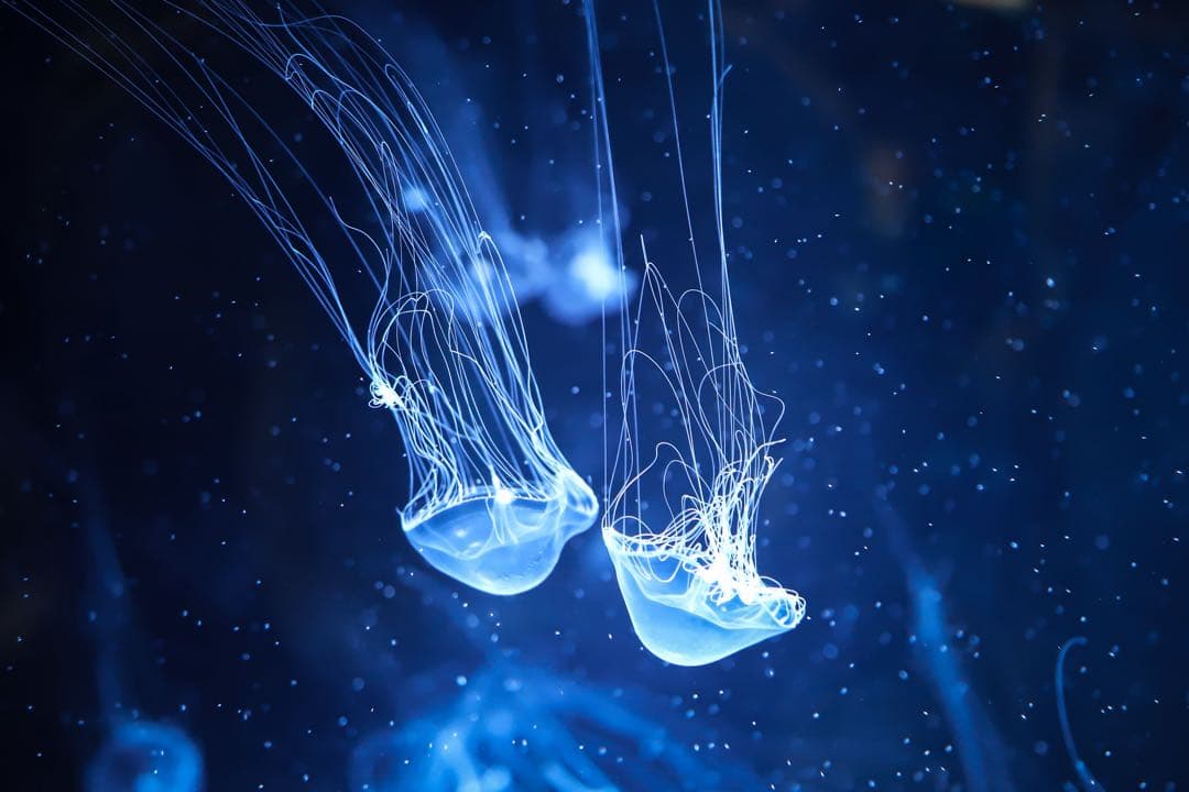 ★特価★ Canon EF 24-105mm f/4 L IS USM