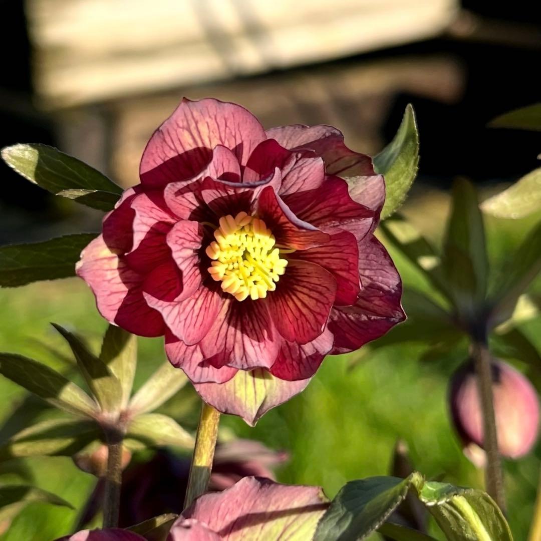 や*ぺ様 3535☘️超レア☘️タグ付き☘️⭐️TINKERBELL HYB⭐️